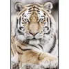 Tavla Tiger II, 120X90